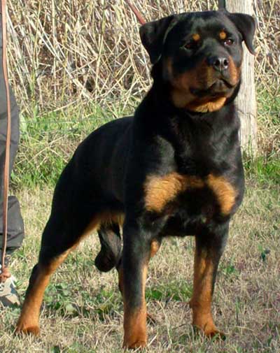 blooded rottweiler blooded rott weiler pics breeds picture blooded rottweiler blooded rott weiler pics breeds picture