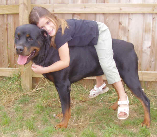 Riding Rottweiler