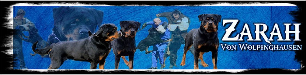 zarahbanner5