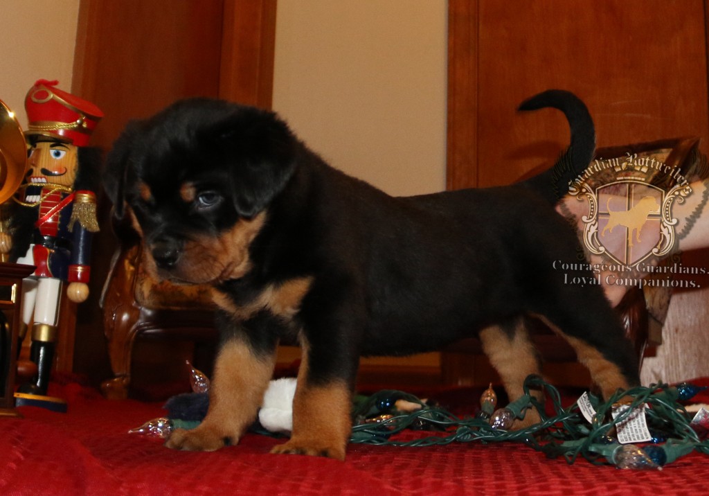 Harper6wks_08