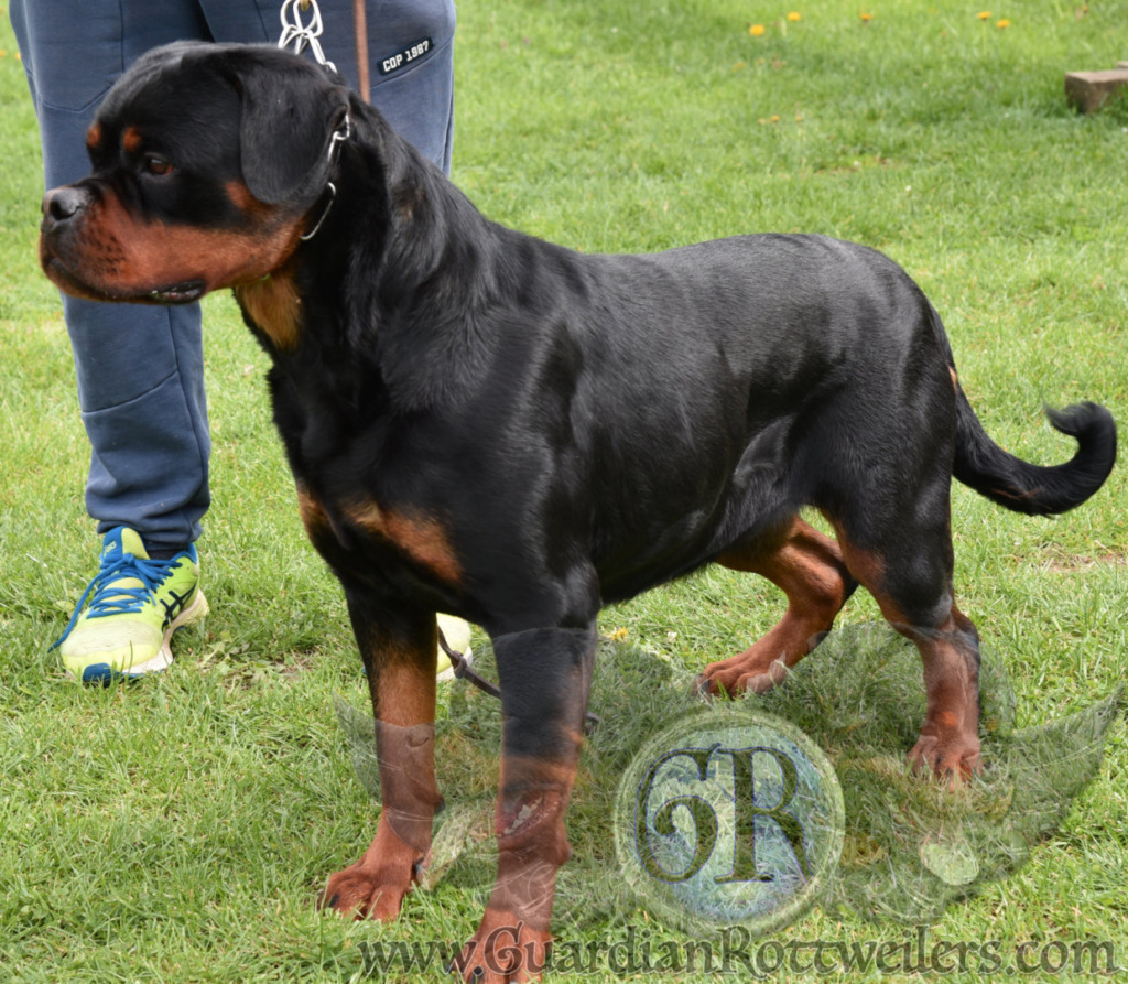 Vera Of Nicolas Lion Guardian Rottweilers