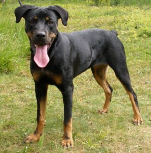 the other extreme, a small, thin Rottweiler also very much lacking in head piece and poorly placed and poorly carried ears, but with a much more solid top line (back is straight) because there is not too much excess weight pulling and stressing the dog's body.
