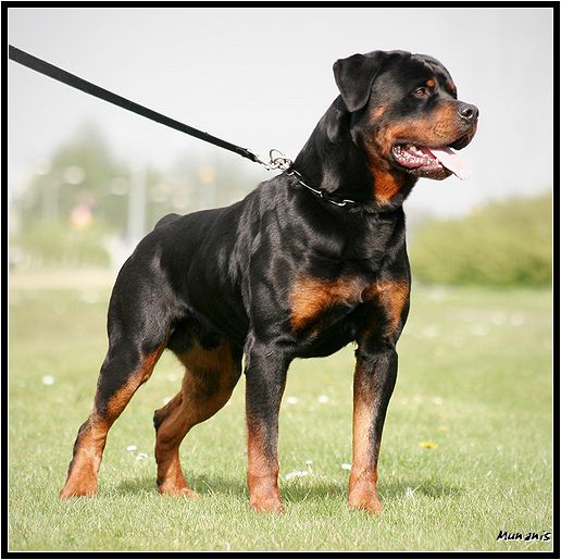 biggest german rottweiler