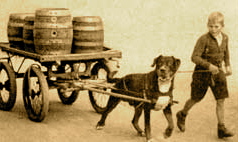 historic rottweiler