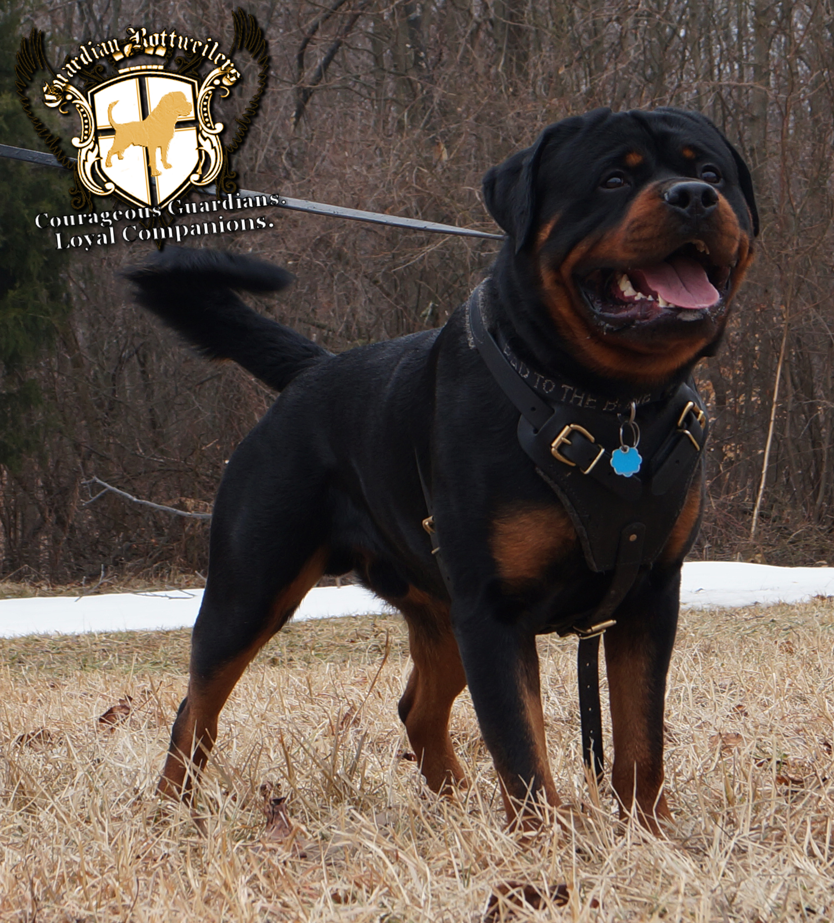 rottweiler tail docking