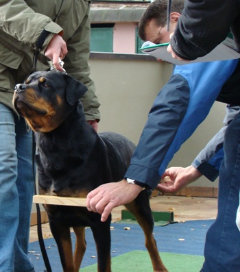 Titles & Abbr. – Guardian Rottweilers