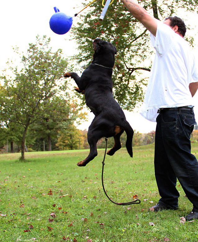 best toys for rottweilers