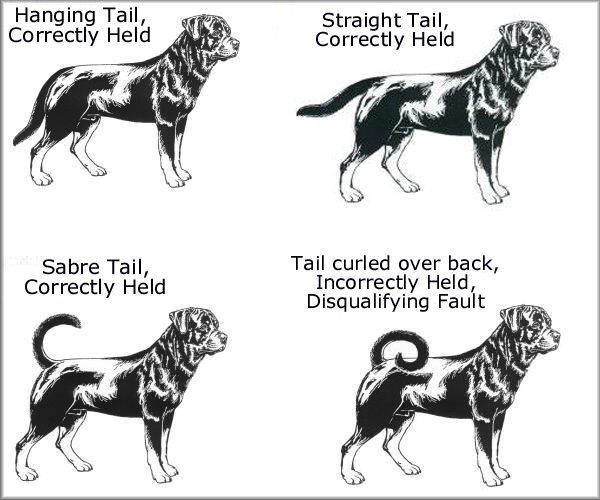 rottweiler conformation tail