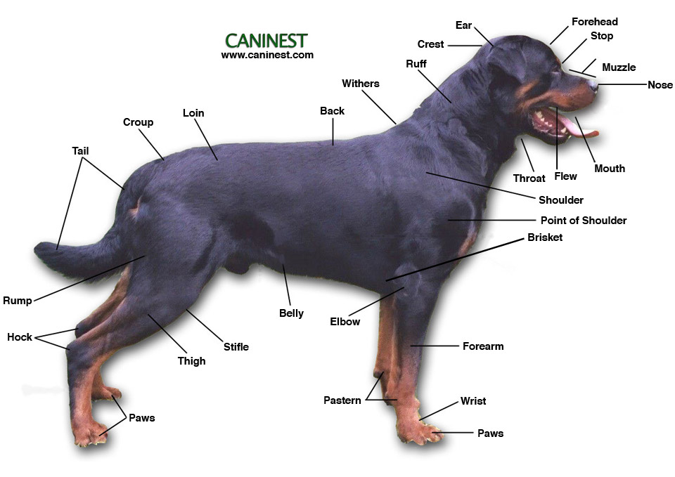 rottweiler conformation terms