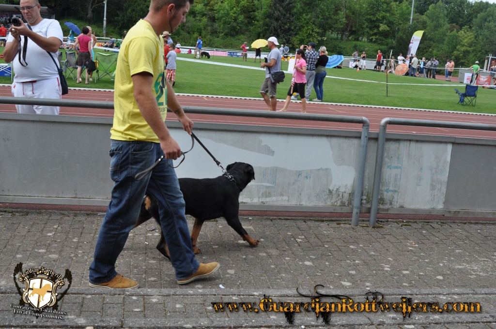 ADRKKS_2013_377