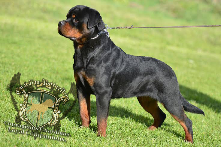 rottweiler with undocked tail