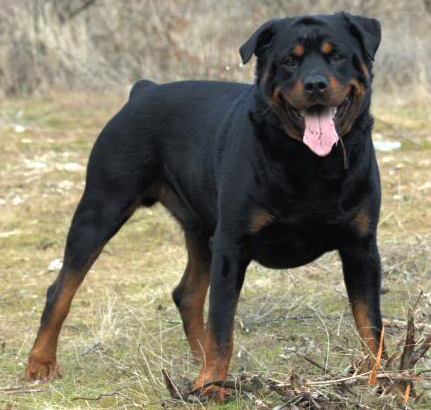 rottweiler with ears clipped