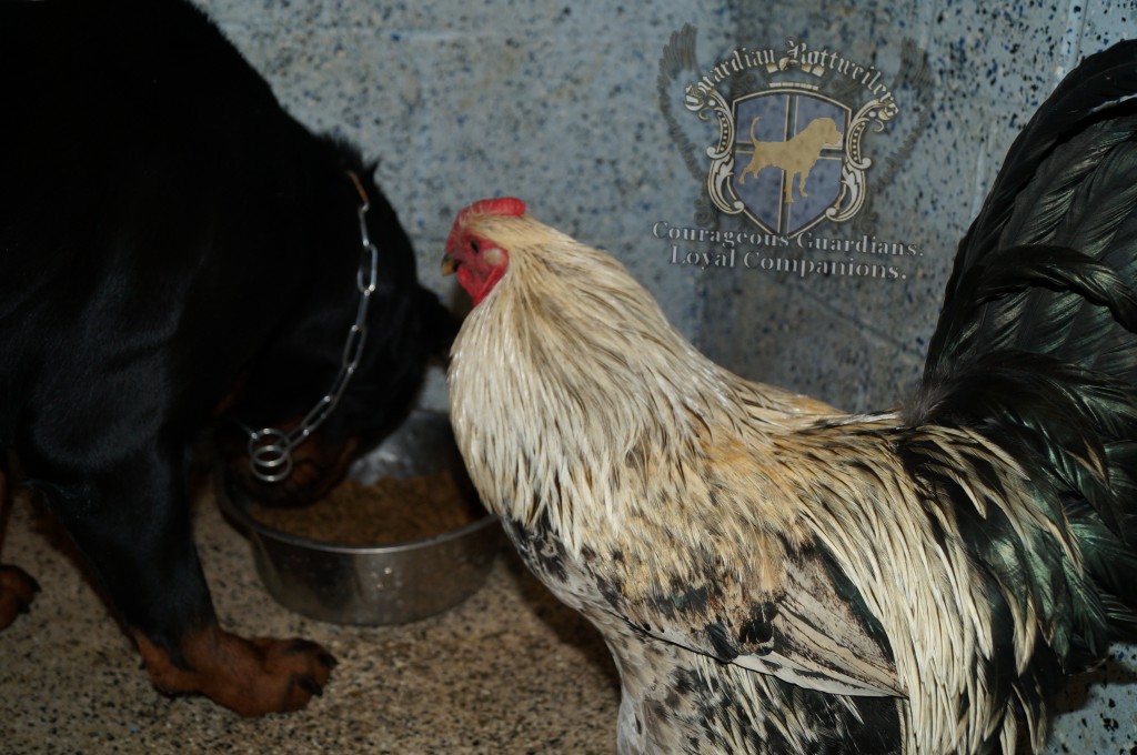 Roxi_Rooster05