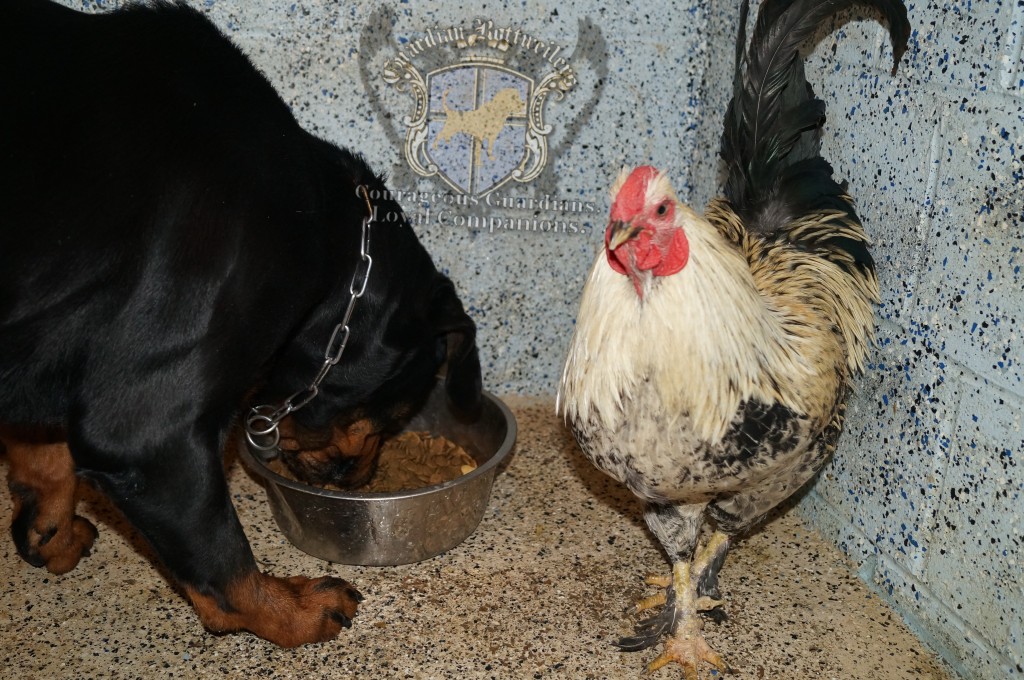 Roxi_Rooster07