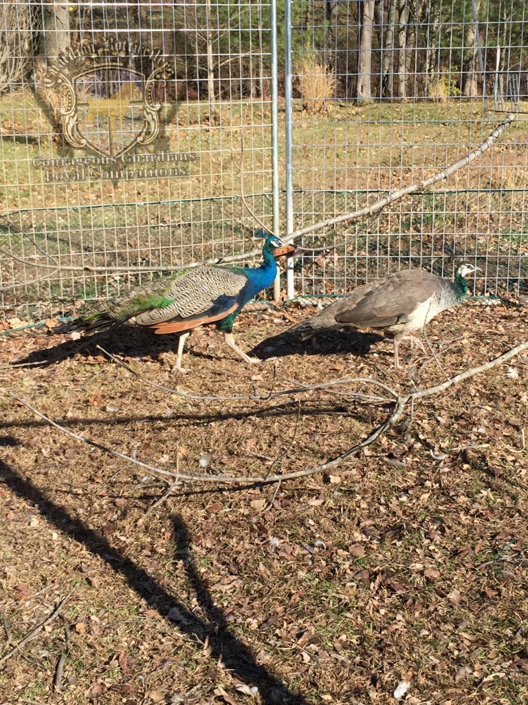 rescued_peacocks02