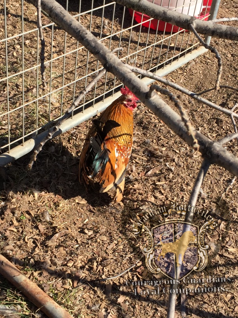 rescued_peacocks03