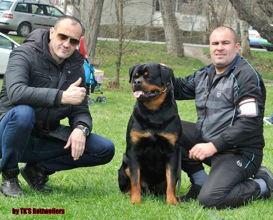 Rolex Von Hause Pista – Guardian Rottweilers