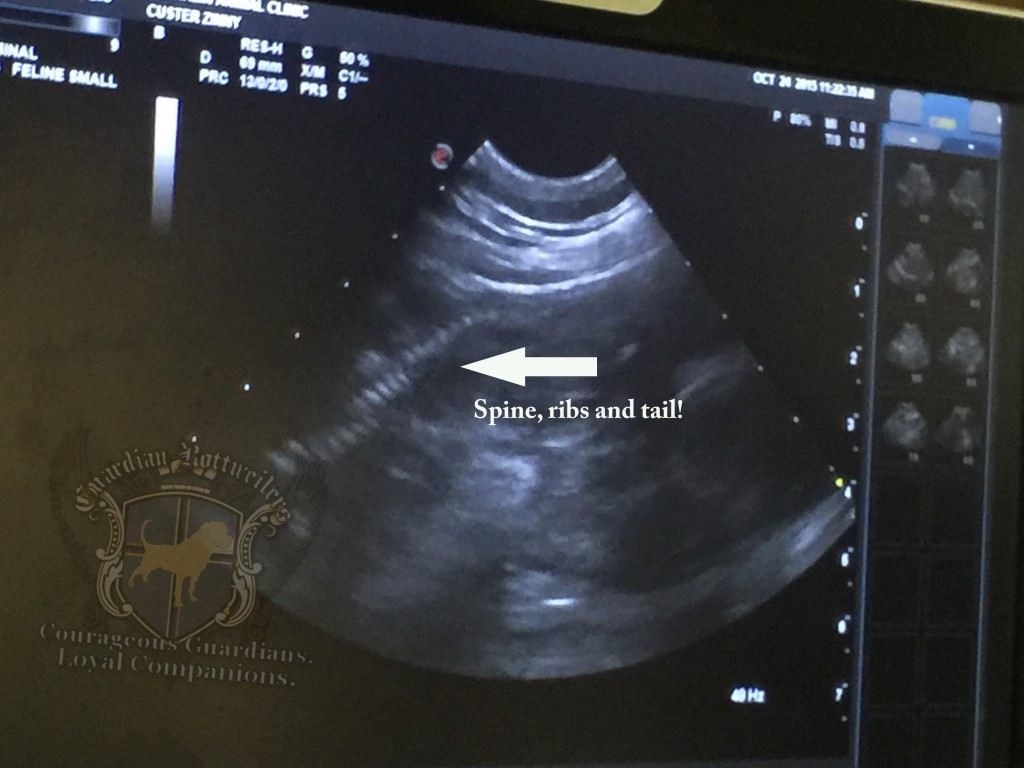 Geneva_ultrasound07