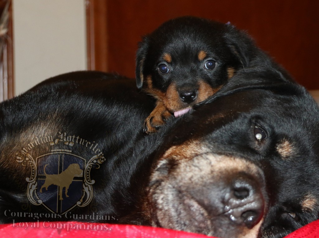 DIESEL – Guardian Rottweilers