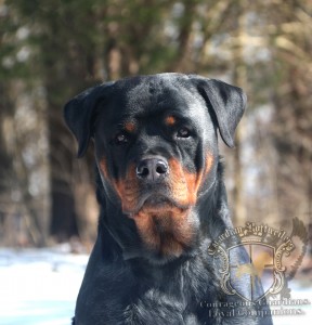 “Piper” Guardian Oasis Von Gottschalk – Guardian Rottweilers