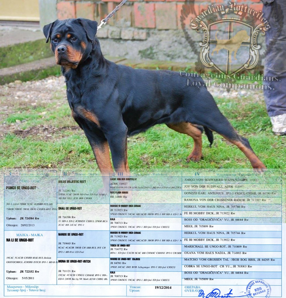 BelisimaBella_pedigree1