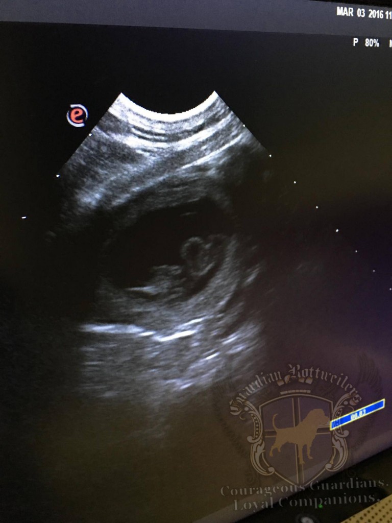 Vlinder_Ultrasound5