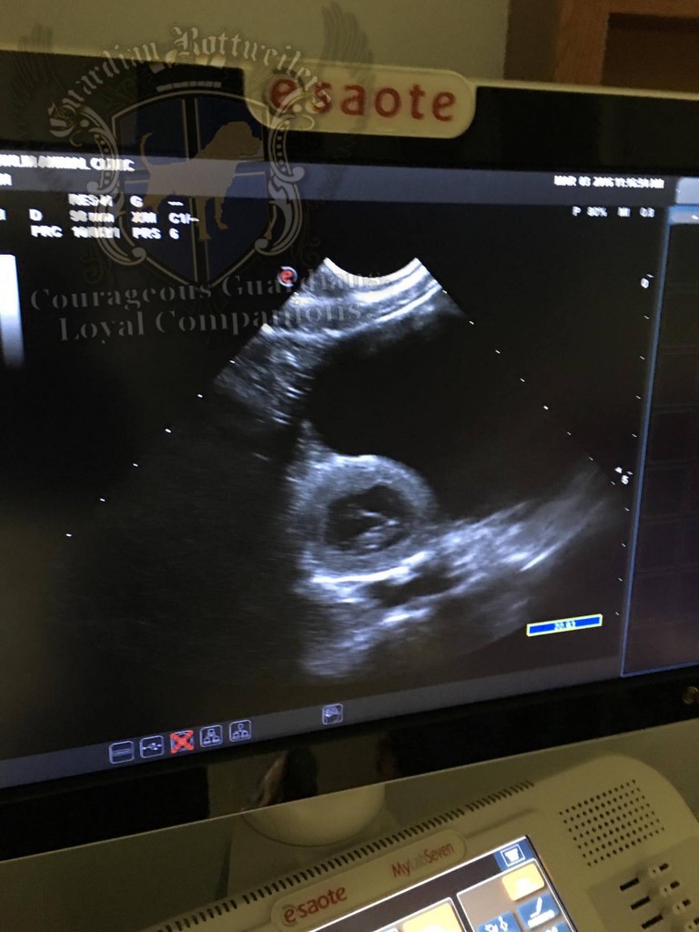 Vlinder_ultrasound2