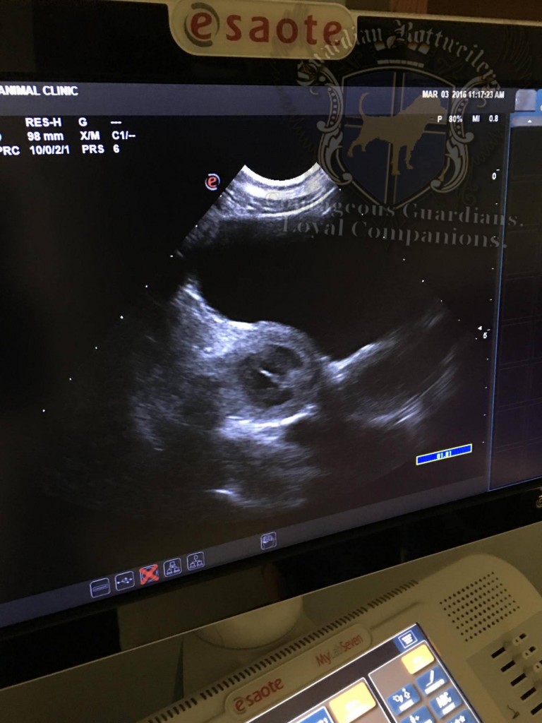Vlinder_ultrasound3