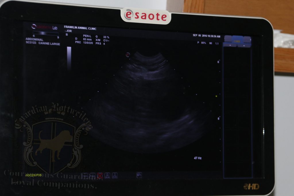 rlitter_piper_ultrasound0102