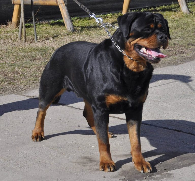 TK’s Skywalker – Guardian Rottweilers