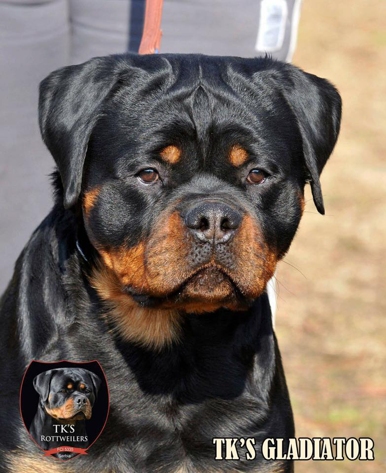 gladiator rottweiler puppies for sale