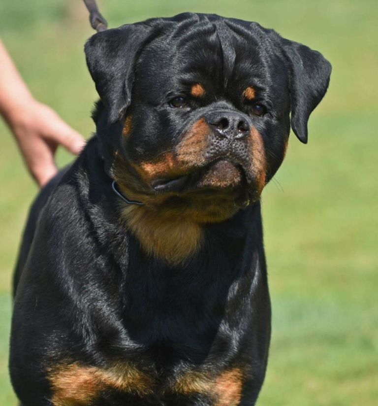 Doctor Timit-Tor – Guardian Rottweilers