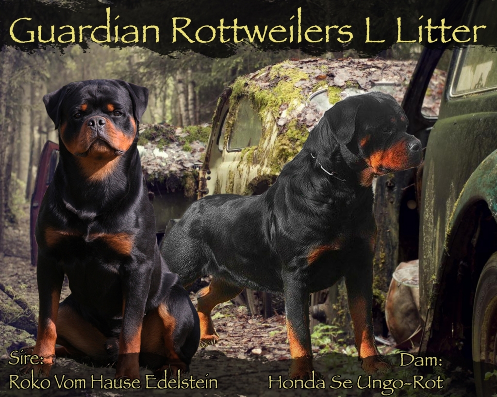 Honda Rottweilers L Litter: Roko x Honda – Guardian Rottweilers