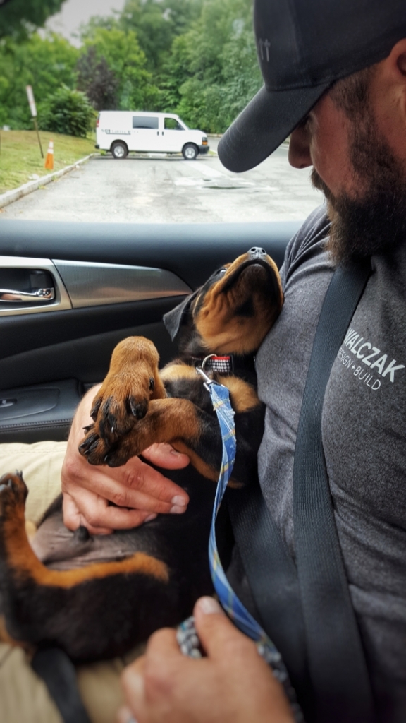 Honda Rottweilers L Litter: Roko x Honda – Guardian Rottweilers