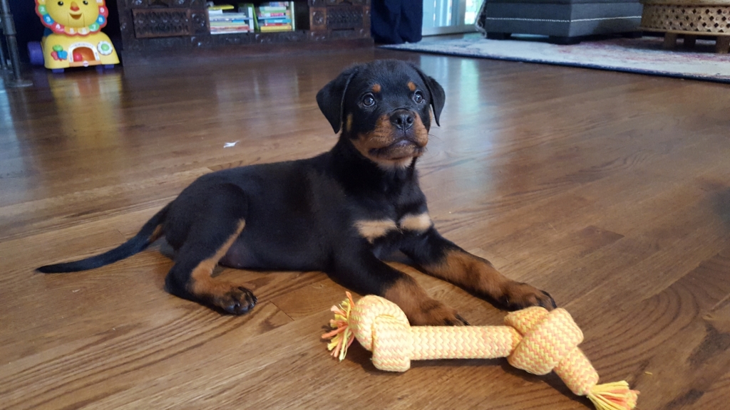 Honda Rottweilers L Litter: Roko x Honda – Guardian Rottweilers