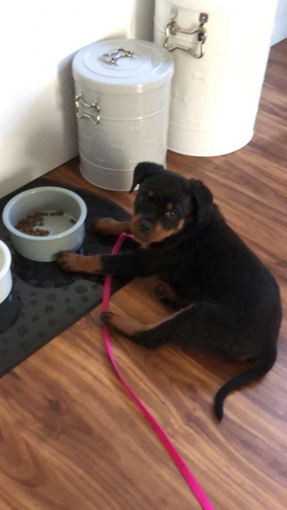 Honda Rottweilers L Litter: Roko x Honda – Guardian Rottweilers