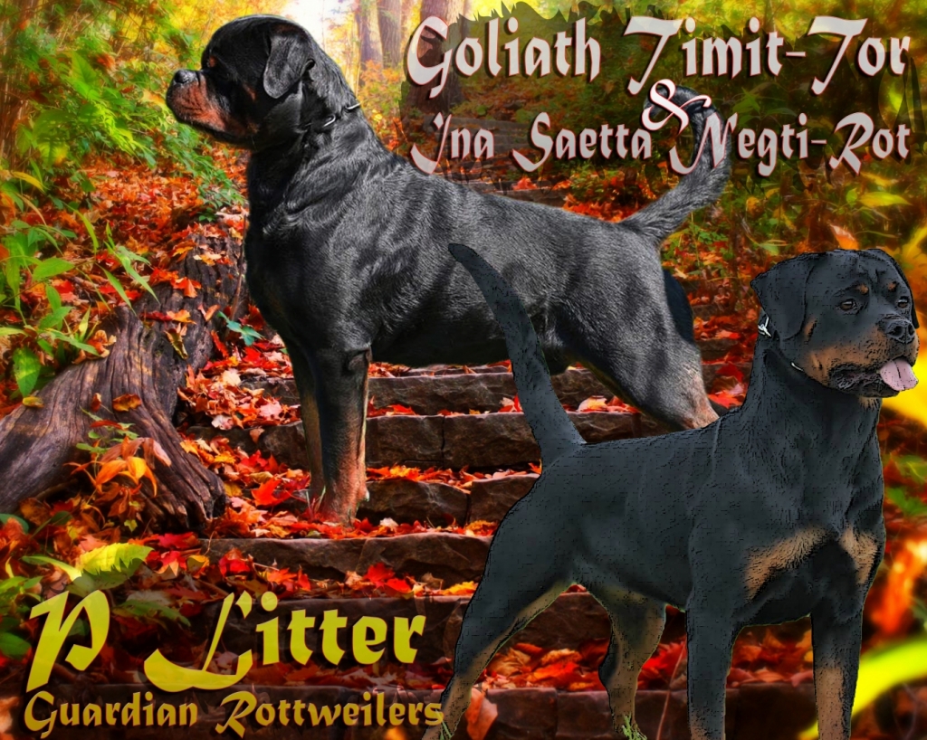 P Litter: Goliath x Ina – Guardian Rottweilers