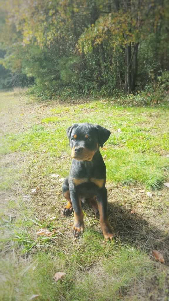 Honda Rottweilers L Litter: Roko x Honda – Guardian Rottweilers