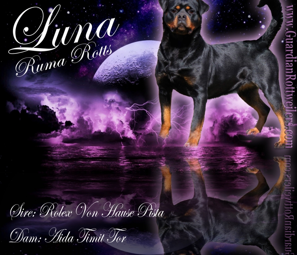 Luna Ruma Rotts – Guardian Rottweilers