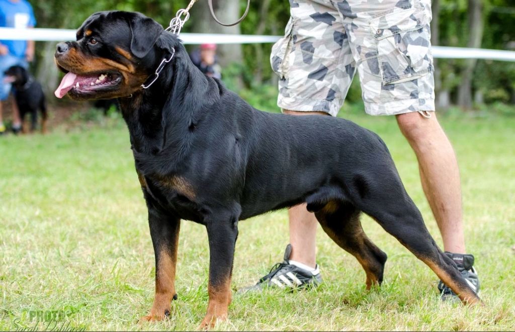 Lex Vom Hause Edelstein – Guardian Rottweilers