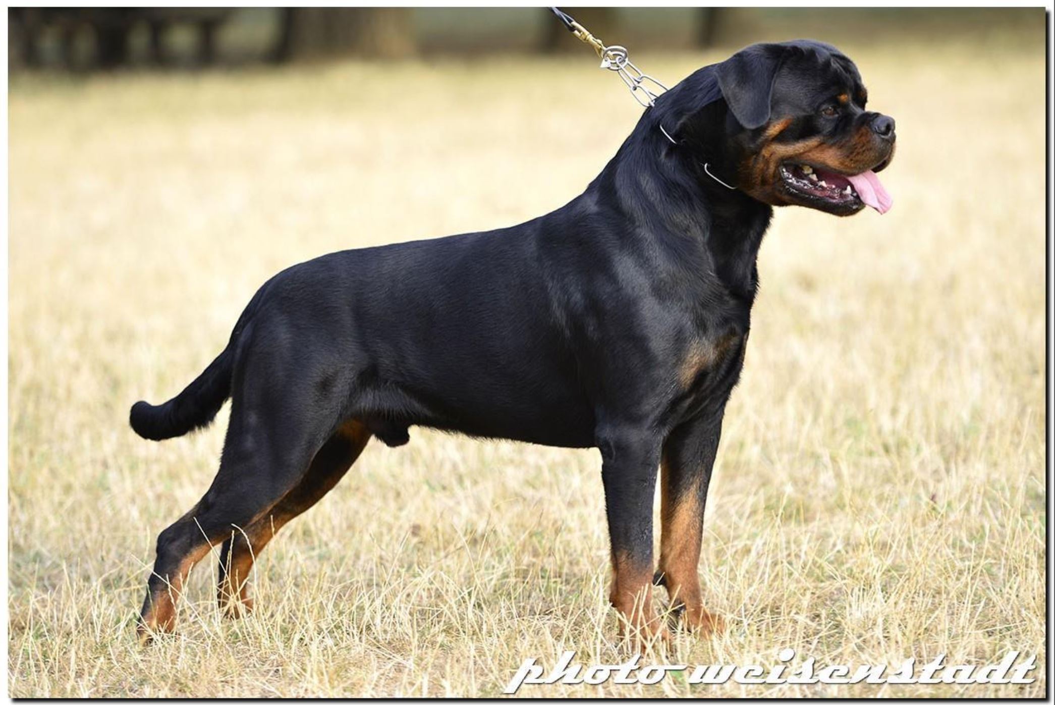 Veljko Vom Zecwald – Guardian Rottweilers