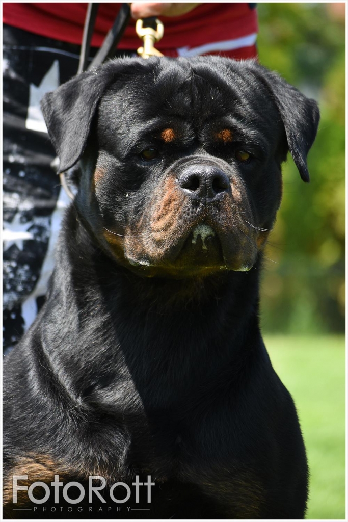 Maicon Imperial Warrior – Guardian Rottweilers