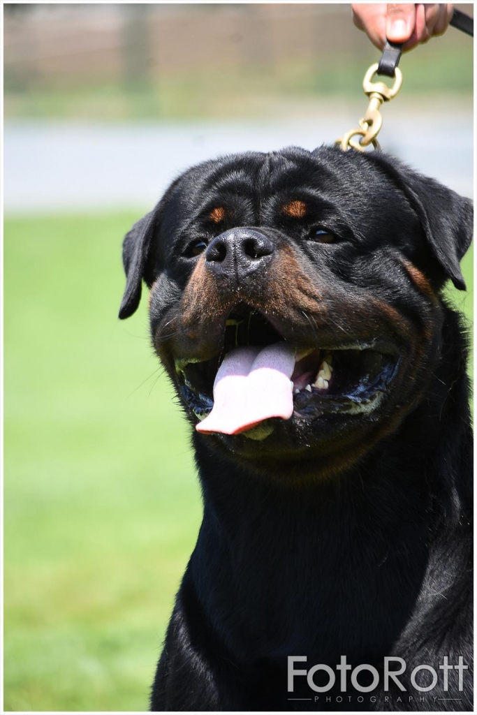 Maicon Imperial Warrior – Guardian Rottweilers