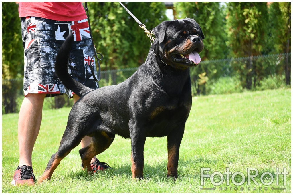 Maicon Imperial Warrior – Guardian Rottweilers