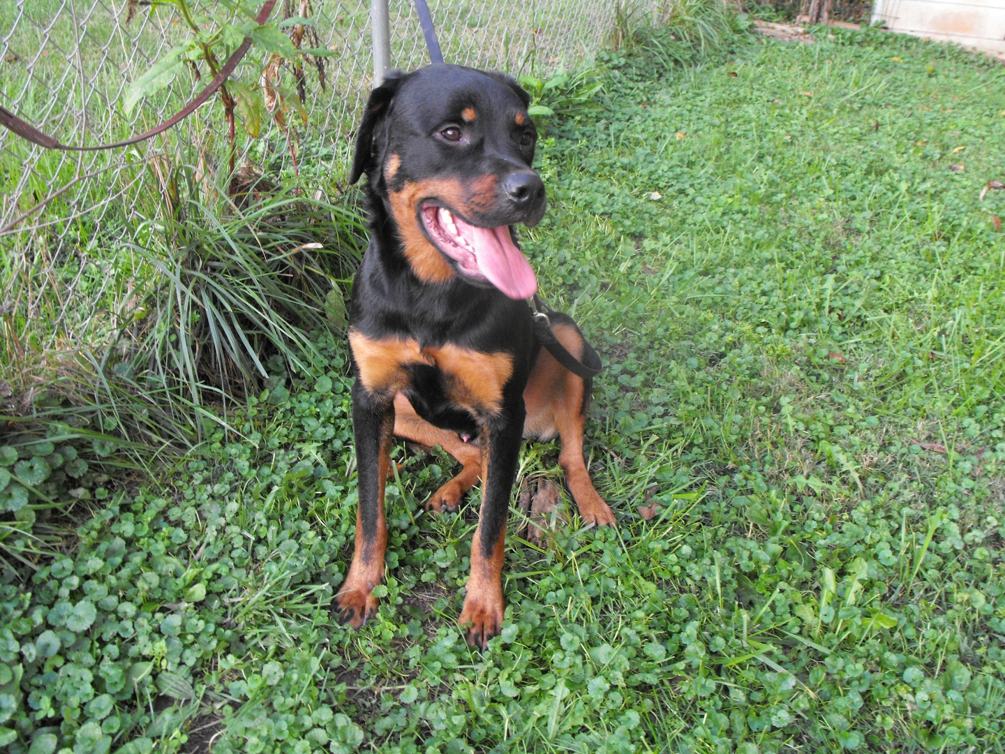 akc german rottweiler