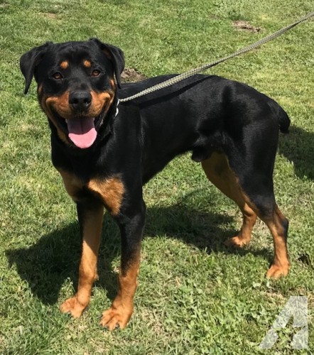 difference between german and american rottweiler