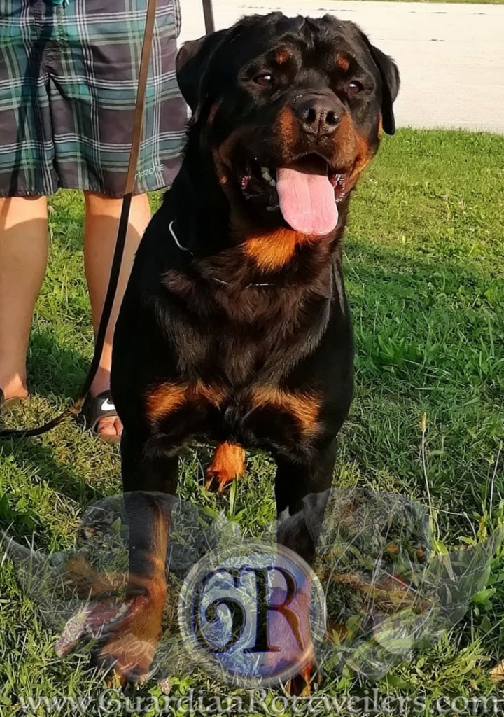 Maza King Breed Rottweiler – Guardian Rottweilers