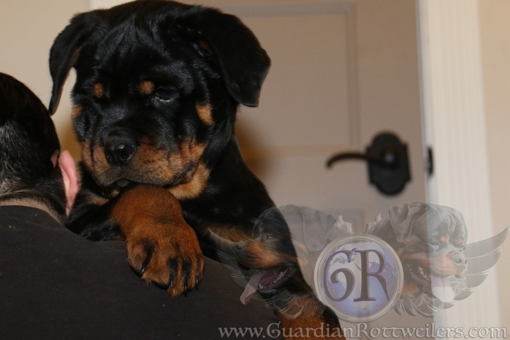 Arissa – Guardian Rottweilers