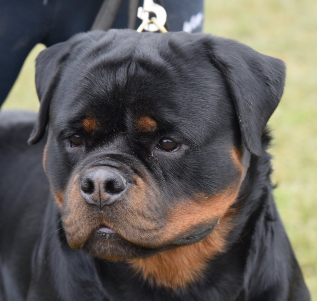 Staklar of Nicola’s Lion – Guardian Rottweilers