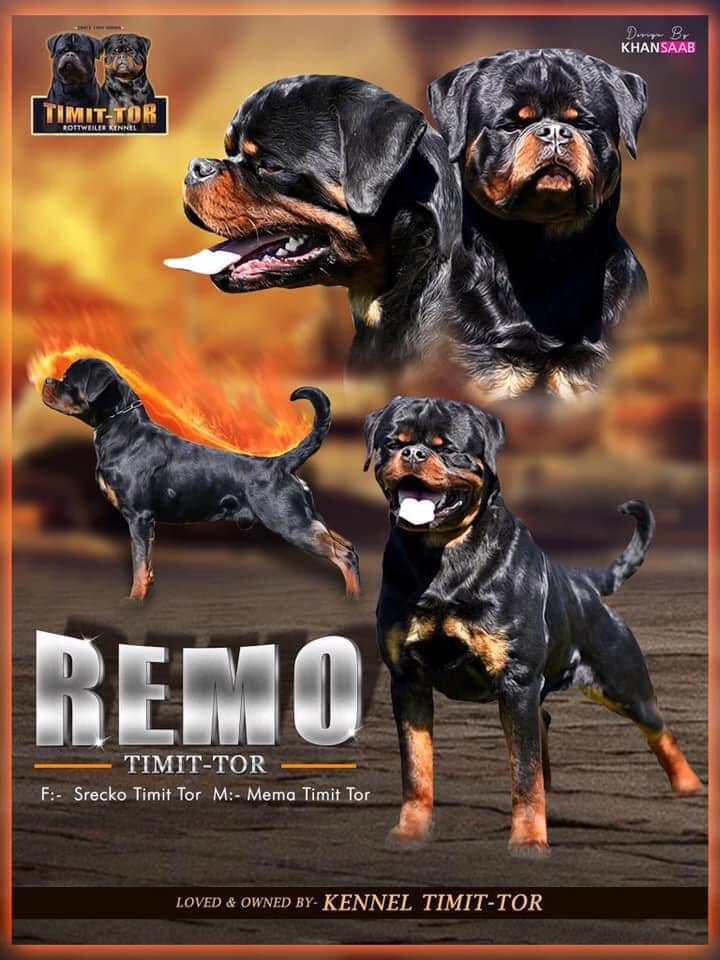 Remo Timit Tor – Guardian Rottweilers